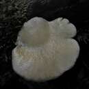 Conchomyces bursiformis (Berk.) E. Horak 1981 resmi