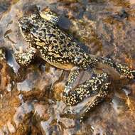 Image of Cascades Frog