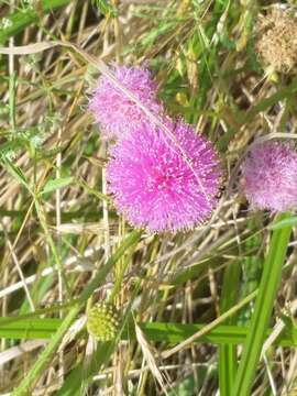 Imagem de Mimosa quadrivalvis var. platycarpa (A. Gray) Barneby