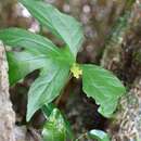 Image of Dorstenia arifolia Lam.