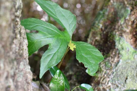 Image of Dorstenia arifolia Lam.