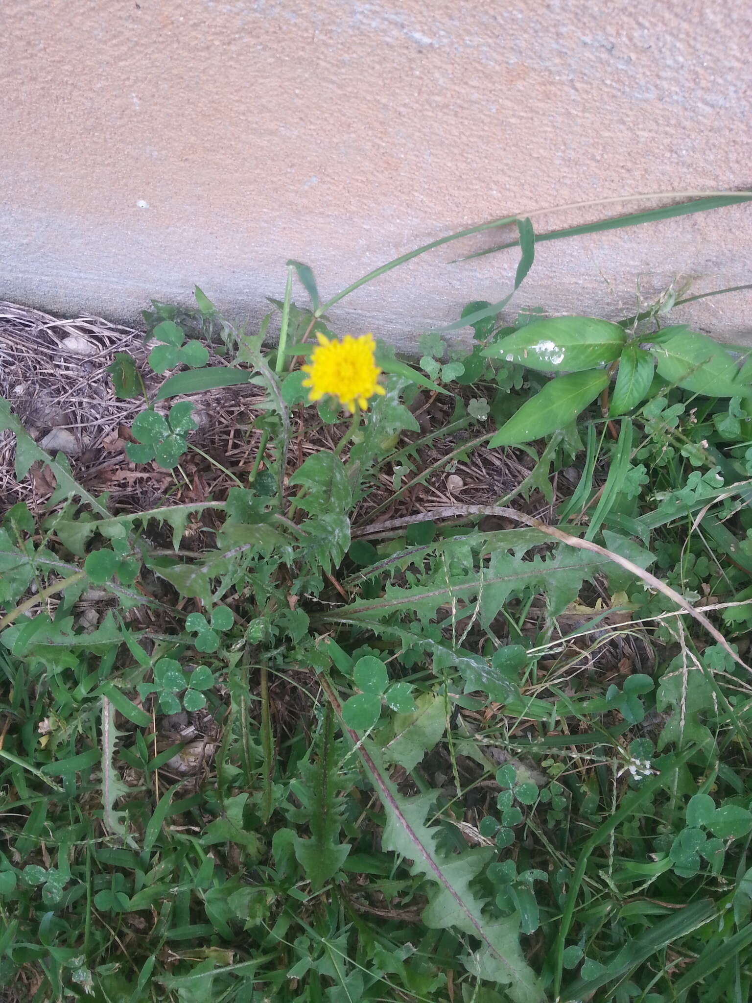 Image of Common Dandelion