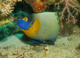 Image of Blue-face Angelfish