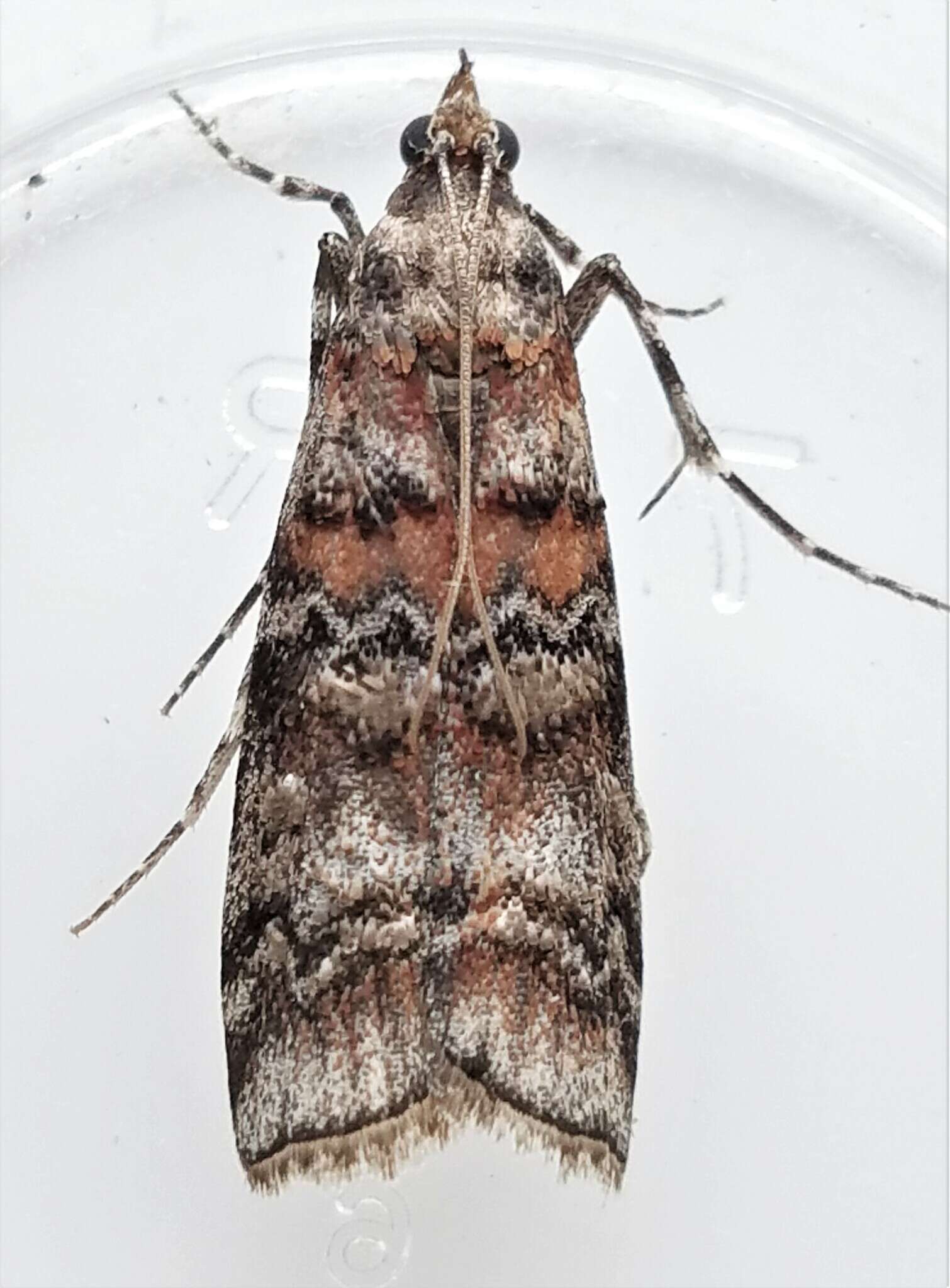 Image of Zimmerman Pine Moth