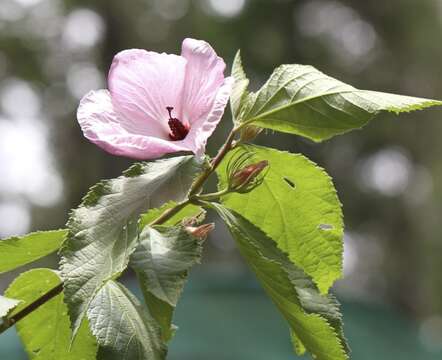 Hibiscus splendens Fras. ex R. Grah.的圖片