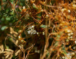 Image of Cuscuta pacifica Costea & M. A. R. Wright