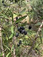 Image of Cryptocarya angustifolia E. Mey.