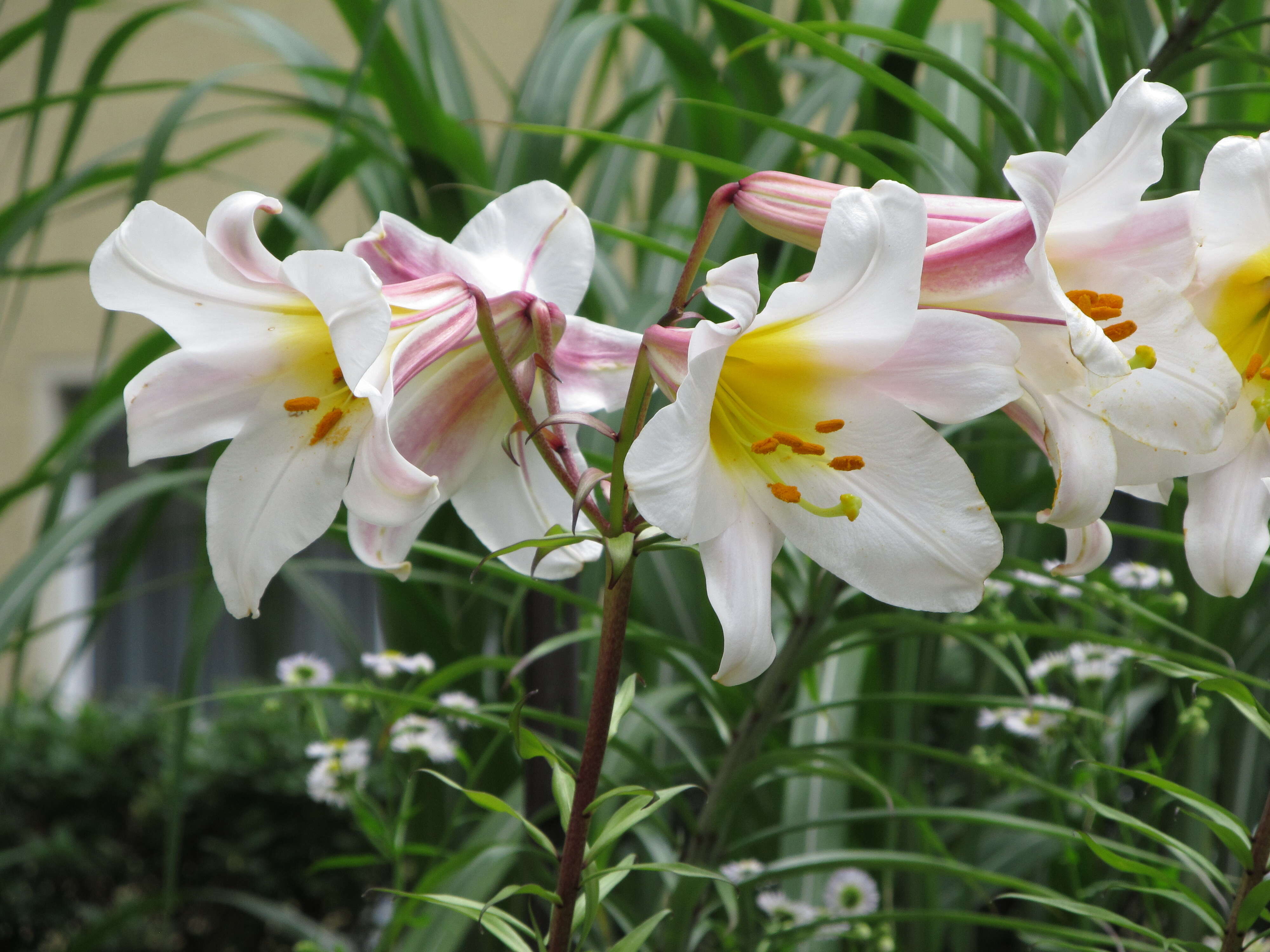 Image of regal lily