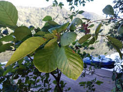 Plancia ëd Alnus serrulata (Aiton) Willd.