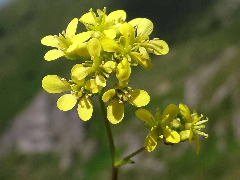 Слика од Biscutella laevigata L.