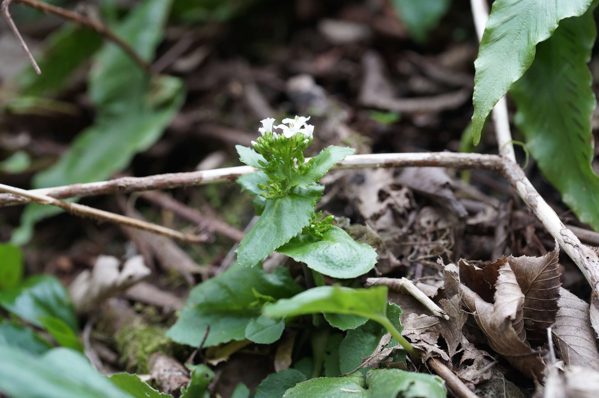 Sivun Arabis nordmanniana Rupr. kuva