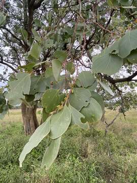 Image of Eucalyptus populnea F. Müll.