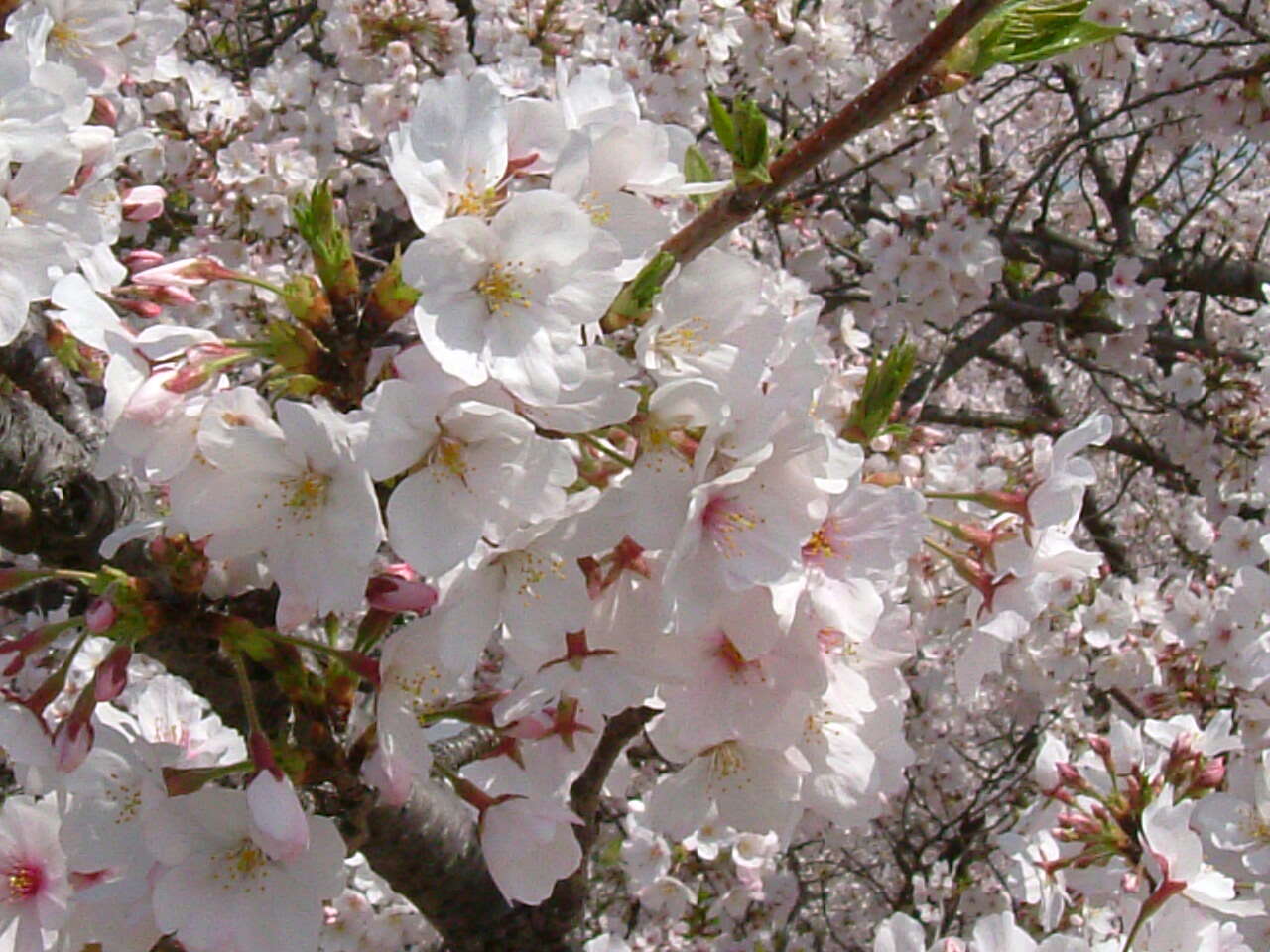 Image of hybrid cherry