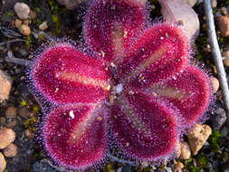 Image of Drosera erythrorhiza subsp. squamosa (Benth.) N. Marchant & Lowrie