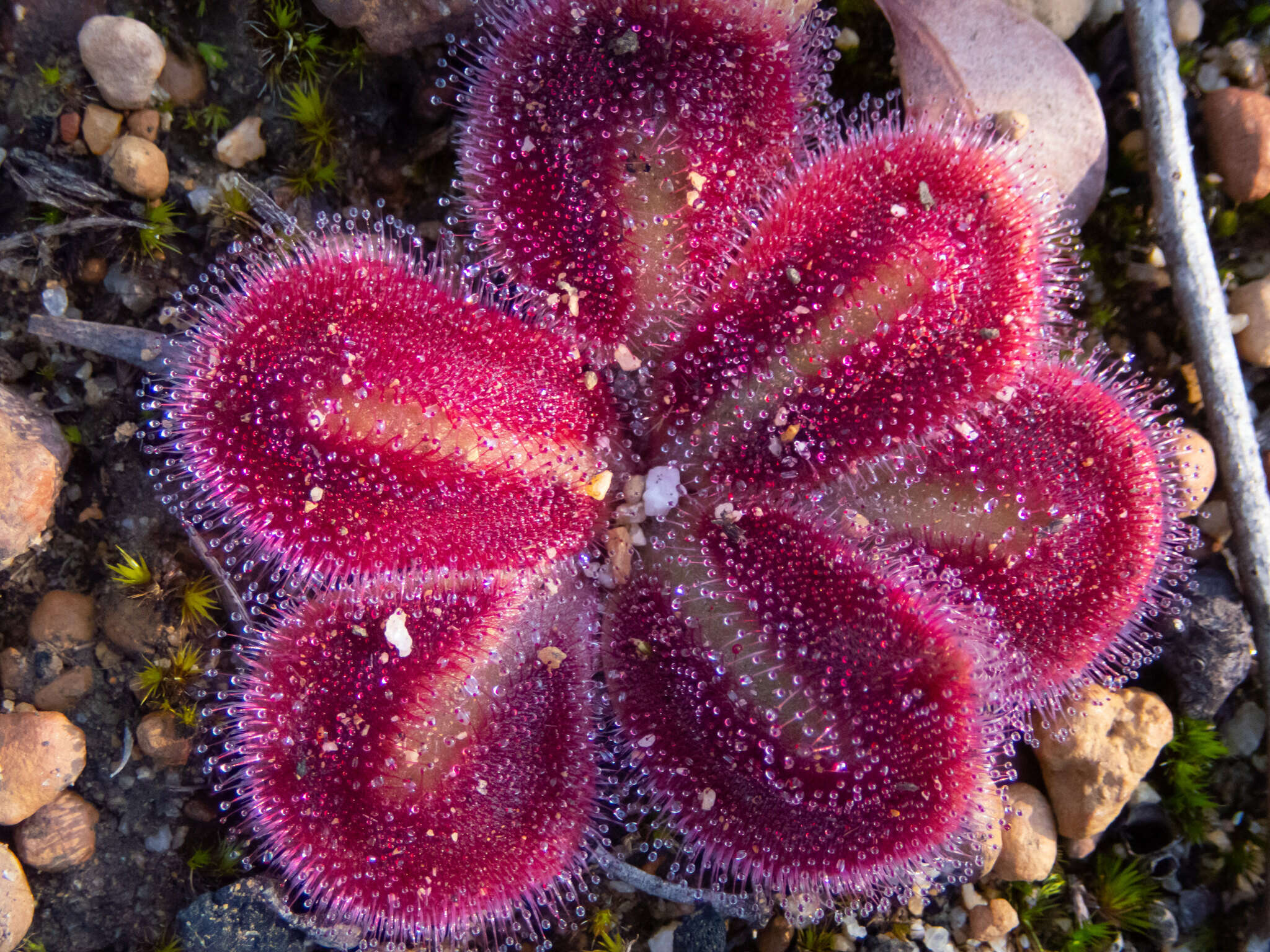 Image of Drosera erythrorhiza subsp. squamosa (Benth.) N. Marchant & Lowrie