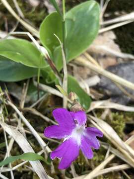 Image of Primula clusiana Tausch