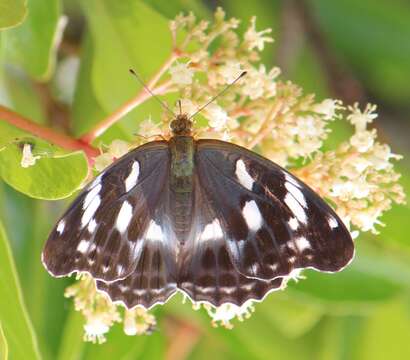 Image of Argynnis sagana