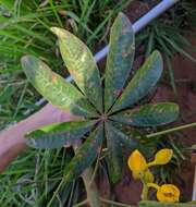 Imagem de Cochlospermum orinocense (Kunth) Steud.