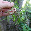 Imagem de Dendrobium cunninghamii Lindl.