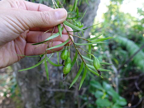 Image de Dendrobium cunninghamii Lindl.