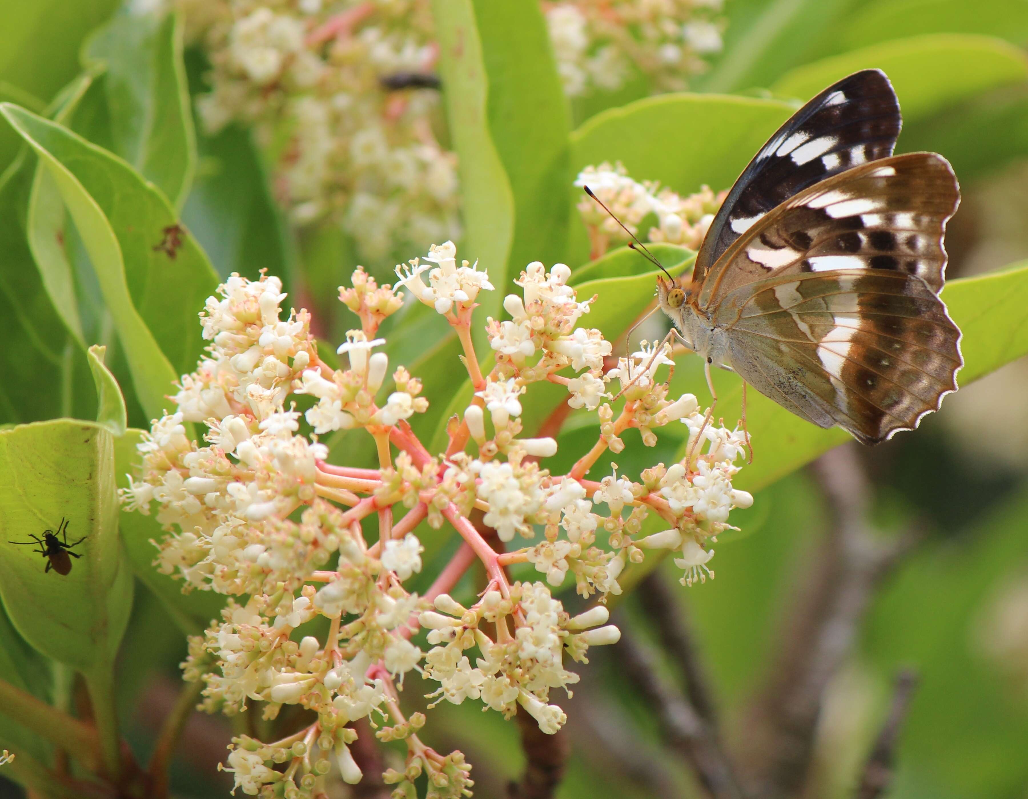 Image of Argynnis sagana