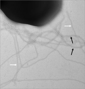 Image of Sulfolobus