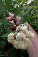 Imagem de Spiraea virginiana Britt.