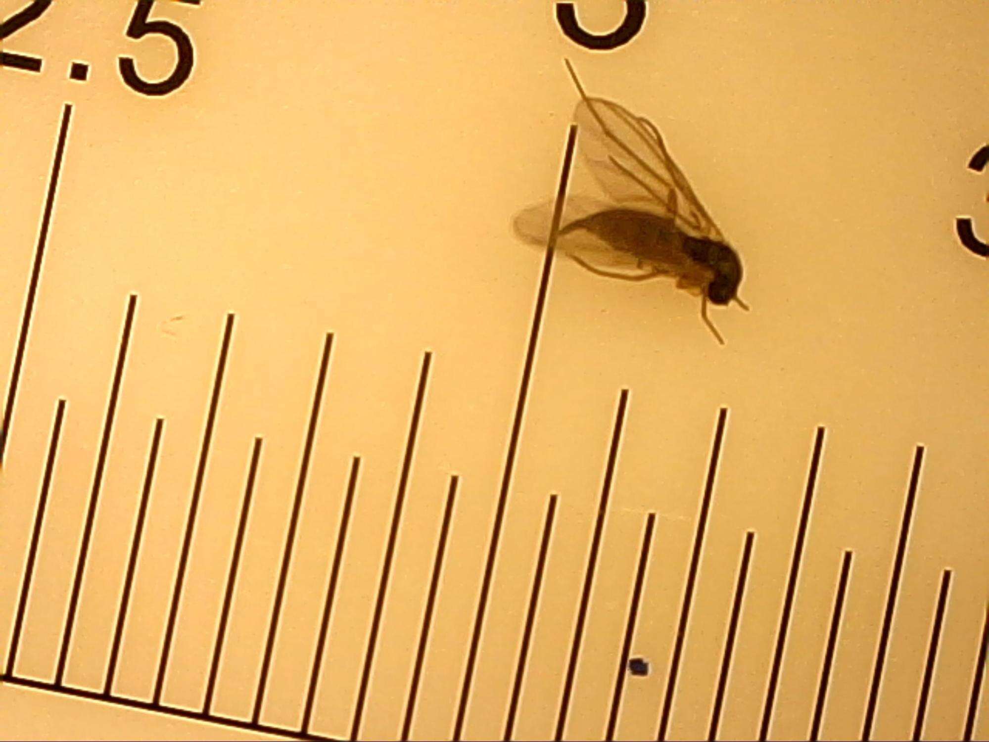 Image of Dark-winged fungus gnat