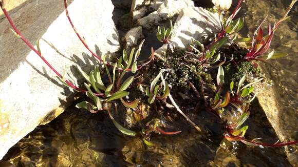 Image de Symphyotrichum glabrifolium (DC.) G. L. Nesom