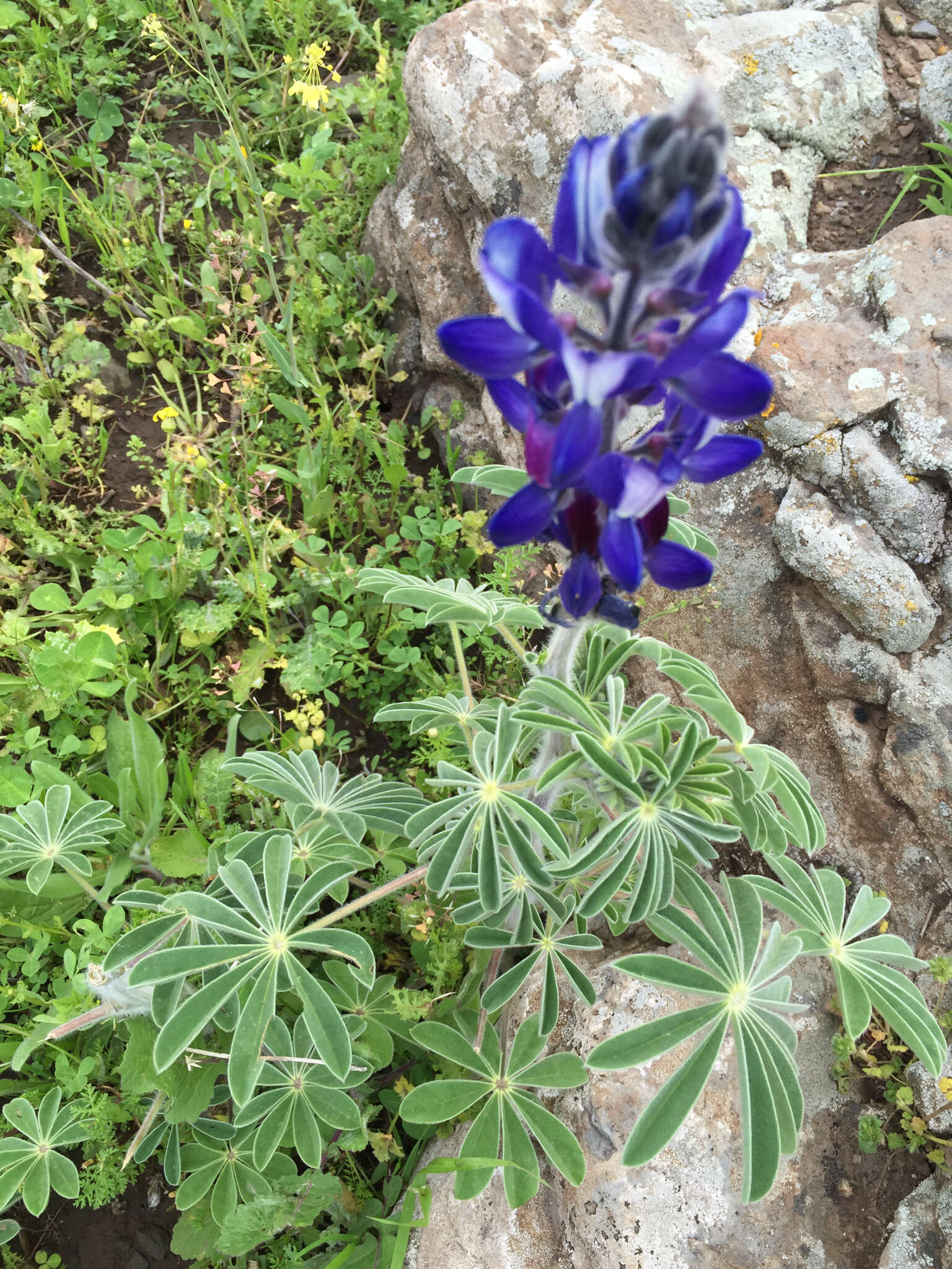 Image of blue lupine