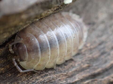 Image of Isopod