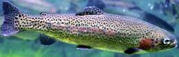 Image of Rainbow Trout