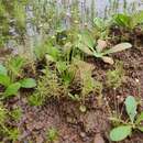 Eriocaulon heterolepis Steud. resmi