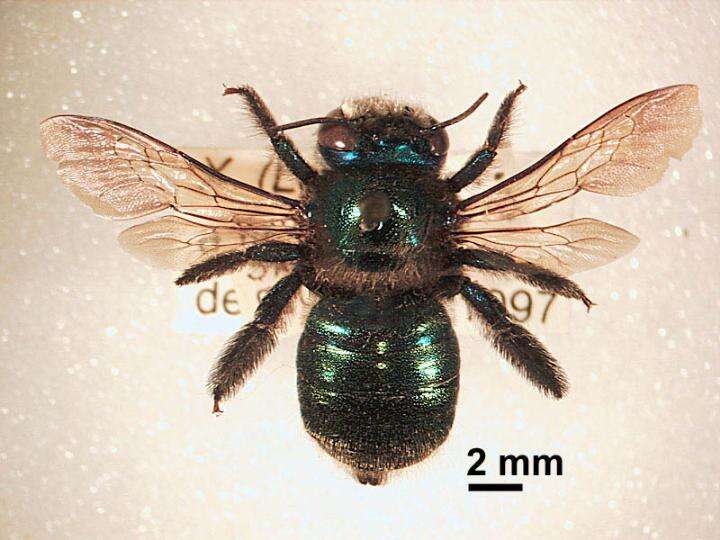 Plancia ëd Xylocopa aeratus (Smith 1851)