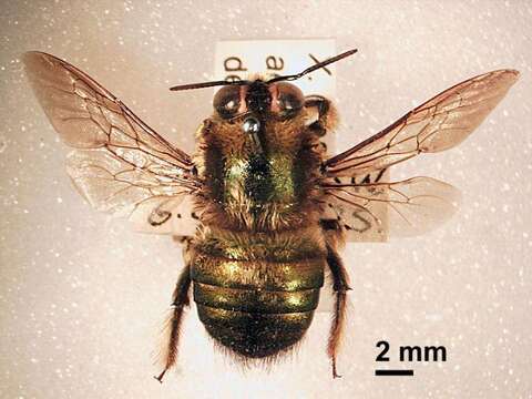 Image of Xylocopa aeratus (Smith 1851)