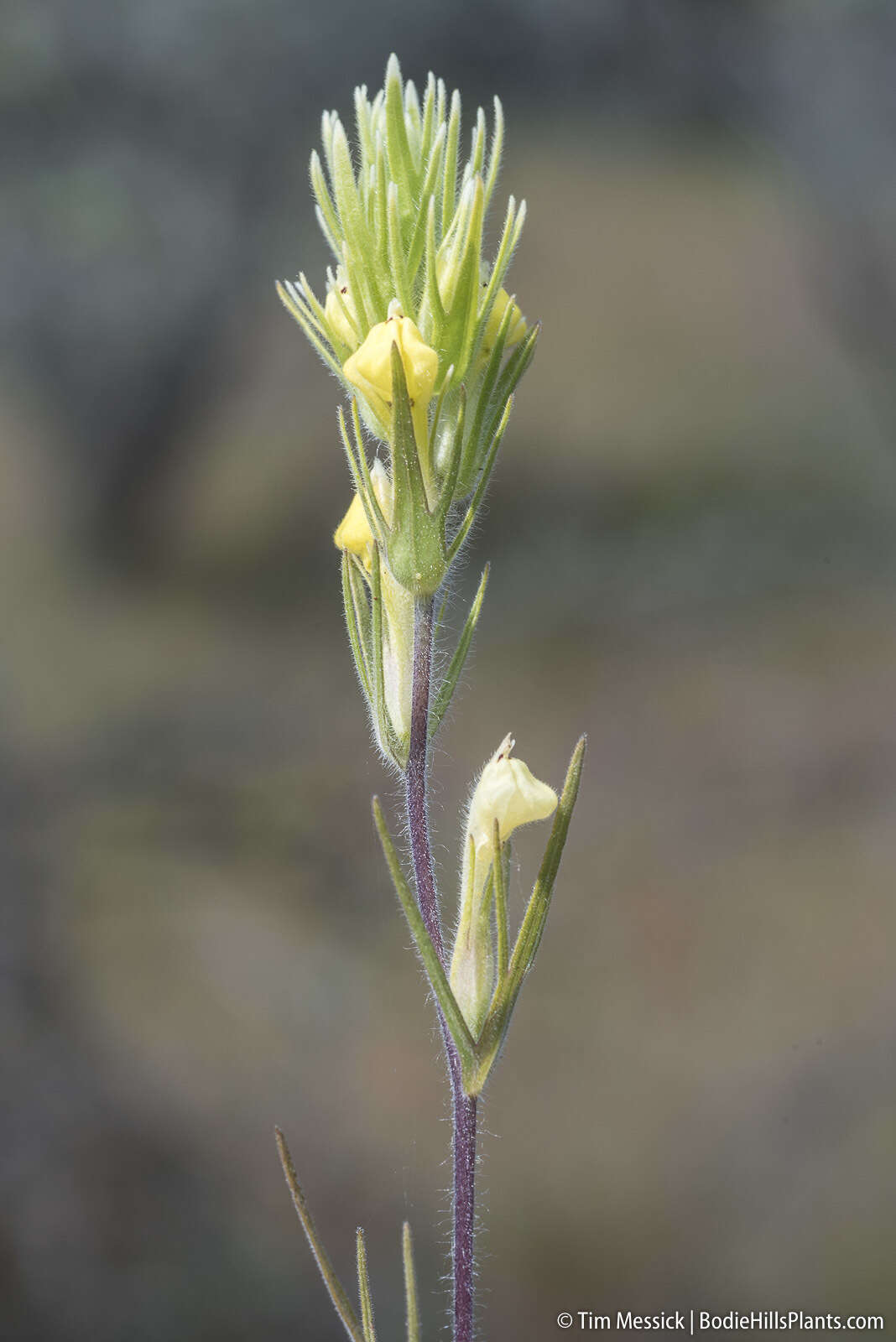 Image of cutleaf Indian paintbrush