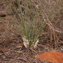 Image of Lomandra effusa (Lindl.) Ewart