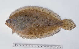 Image of Jenyn&#39;s flounder