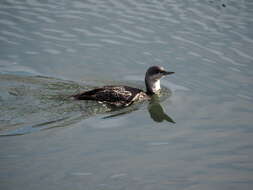 Image of Red-throated Diver