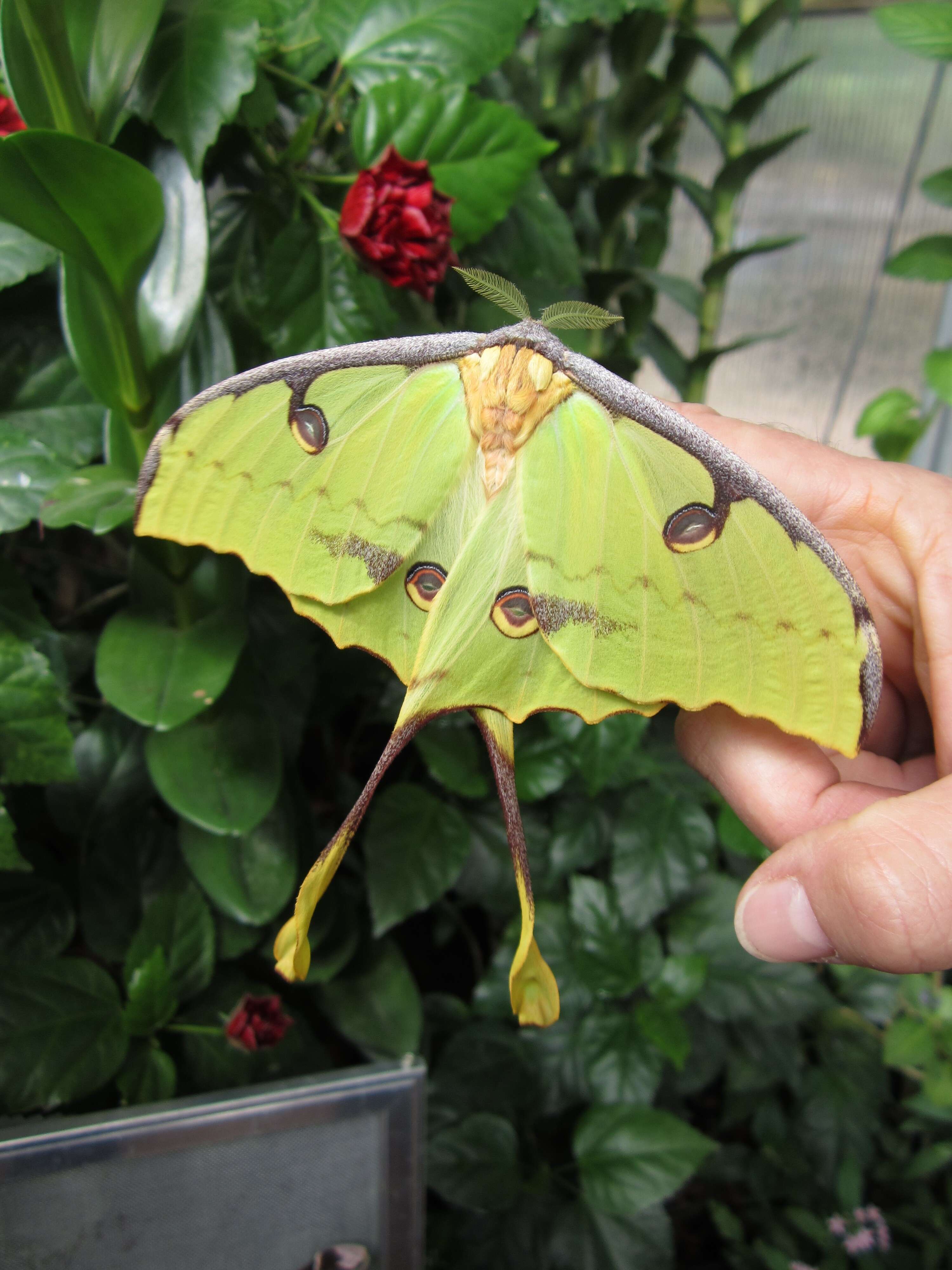 Image of African Luna moth