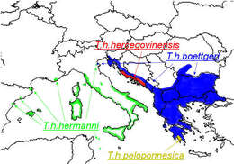 Image of Hermann's Tortoise