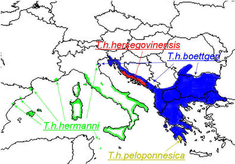 Image of Hermann's Tortoise