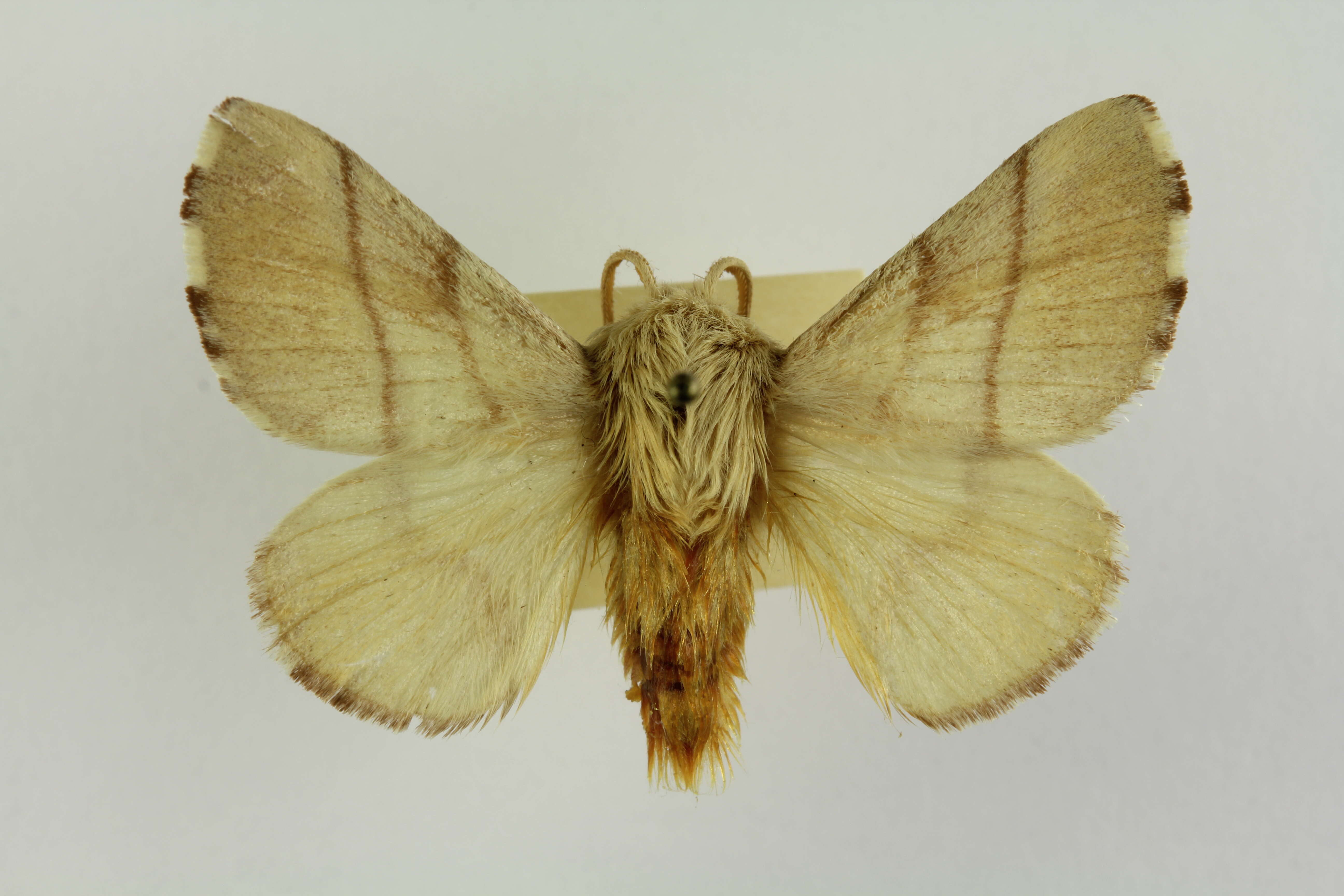 Image of lackey moth