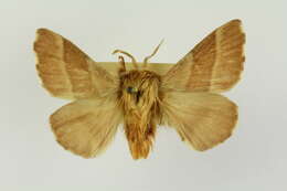 Image of lackey moth