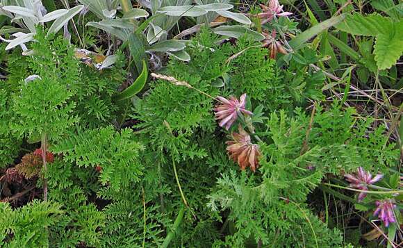 Image of Siberian wormwood