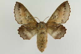 Image of Small Lappet Moth