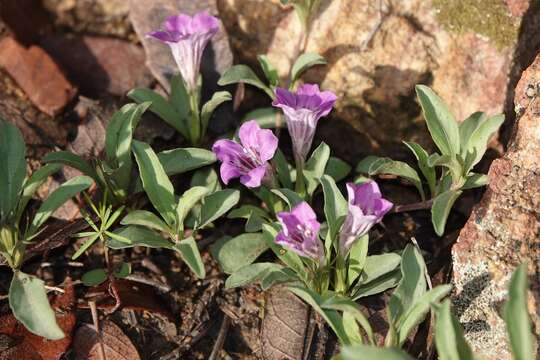 Imagem de Dyschoriste linearis var. schiedeana (Nees) B. L. Turner