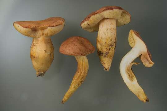 Image of Aureoboletus moravicus (Vacek) Klofac 2010