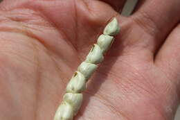 Image of Mexican teosinte