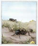 Image of Field Crickets